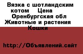 Вязка с шотландским котом. › Цена ­ 700 - Оренбургская обл. Животные и растения » Кошки   
